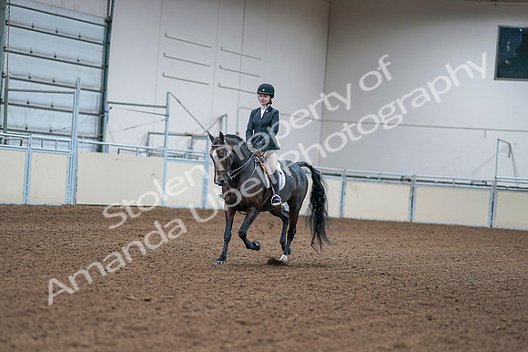 2020 - AB Morgan Horse - Fri, Sept 04 - 06145