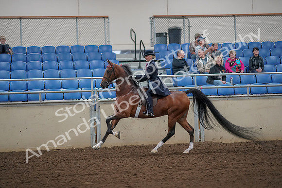 2019 Morgan Horse Show - Aug 30, 2019 - 25156
