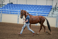 2020 - AB Morgan Horse - Sat, Sept 05 - 00256