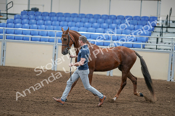 2020 - AB Morgan Horse - Sat, Sept 05 - 00256