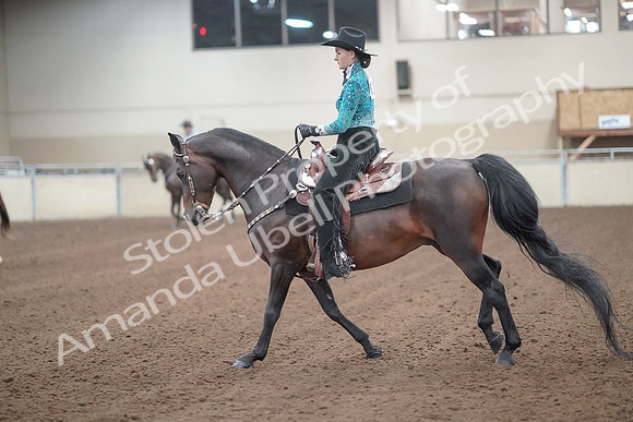 2019 Morgan Horse Show - Sept 01, 2019 - 06981