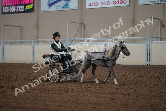 2019 Morgan Horse Show - Aug 30, 2019 - 13414