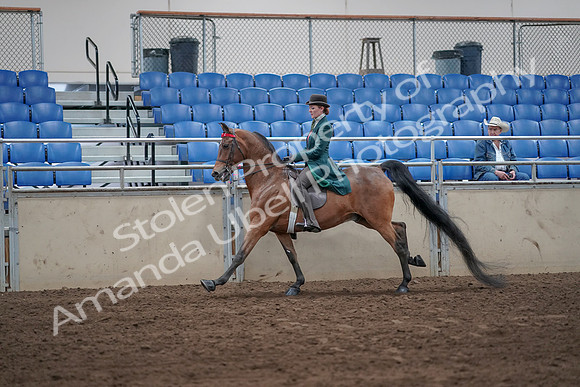 2019 Morgan Horse Show - Sept 01, 2019 - 13272