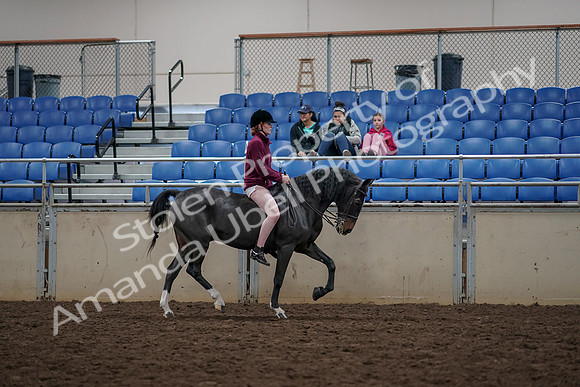 2019 Morgan Horse Show - Aug 30, 2019 - 31361
