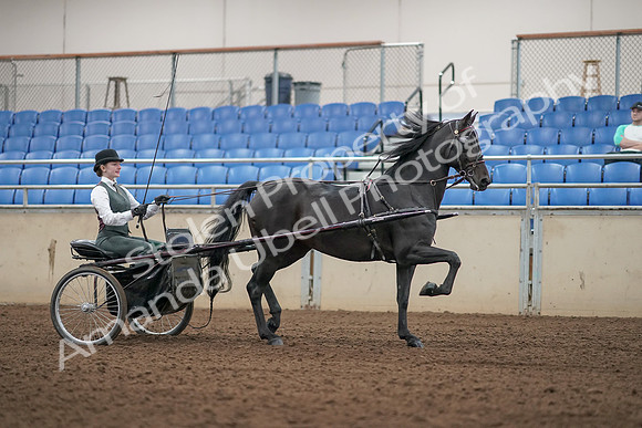 2019 Morgan Horse Show - Aug 31, 2019 - 04721