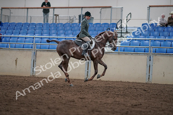 2019 Morgan Horse Show - Sept 01, 2019 - 08844