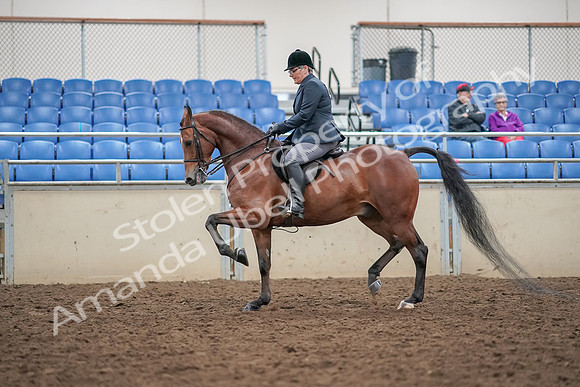 2019 Morgan Horse Show - Aug 30, 2019 - 20210