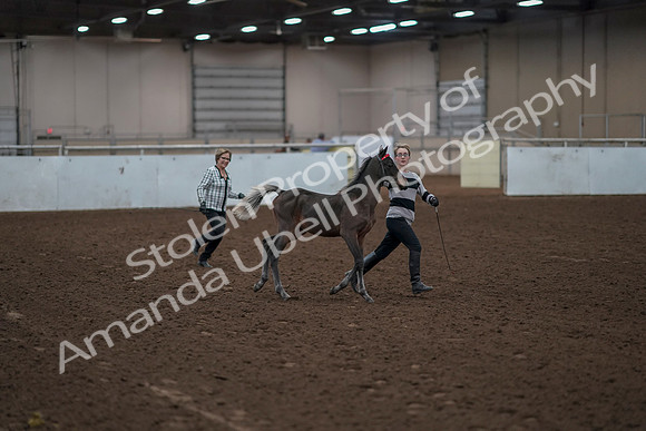 2019 Morgan Horse Show - Aug 31, 2019 - 00190