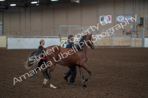 2019 Morgan Horse Show - Aug 31, 2019 - 00230