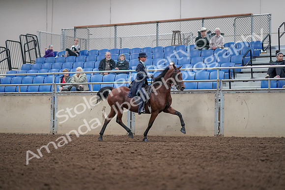 2019 Morgan Horse Show - Aug 31, 2019 - 09530