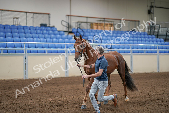 2020 - AB Morgan Horse - Sat, Sept 05 - 00180