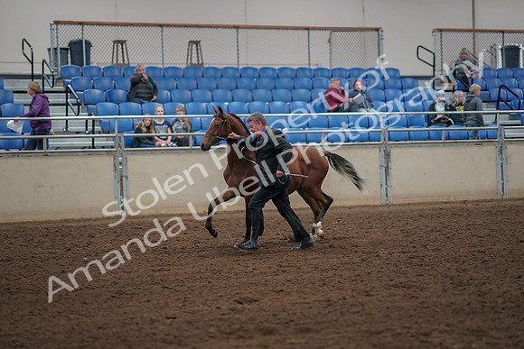 2019 Morgan Horse Show - Aug 30, 2019 - 25553