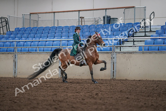 2019 Morgan Horse Show - Sept 01, 2019 - 13351