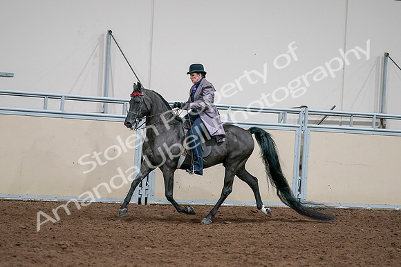 2020 - AB Morgan Horse - Sat, Sept 05 - 13710