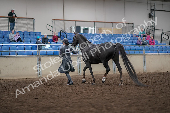 2019 Morgan Horse Show - Aug 31, 2019 - 01971