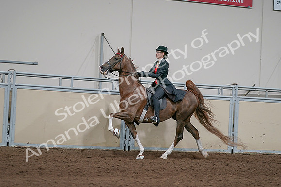 2020 - AB Morgan Horse - Fri, Sept 04 - 09743