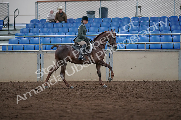 2019 Morgan Horse Show - Sept 01, 2019 - 08780