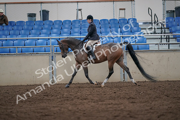2019 Morgan Horse Show - Sept 01, 2019 - 08599