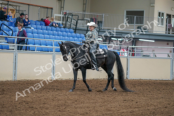 2020 - AB Morgan Horse - Fri, Sept 04 - 03506