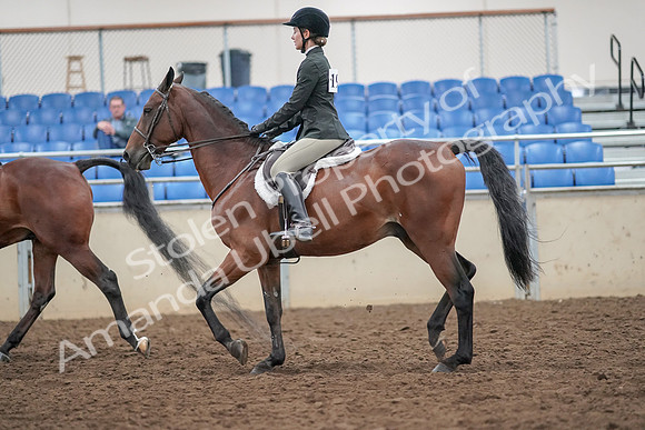 2019 Morgan Horse Show - Aug 30, 2019 - 20119
