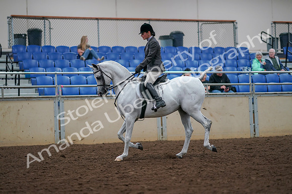 2019 Morgan Horse Show - Aug 30, 2019 - 17273