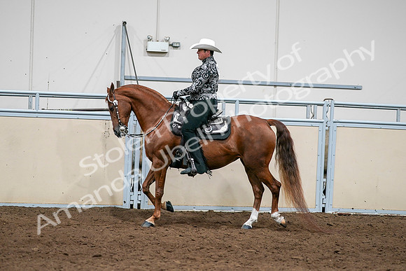 2020 - AB Morgan Horse - Sun, Sept 06 - 07584