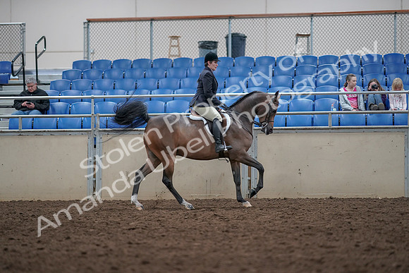 2019 Morgan Horse Show - Aug 31, 2019 - 16089