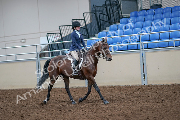 2020 - AB Morgan Horse - Fri, Sept 04 - 06077