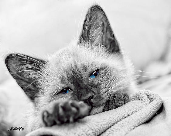 Dogs and Cats - 014