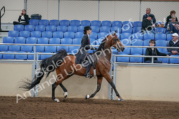 2020 - AB Morgan Horse - Sat, Sept 05 - 06772