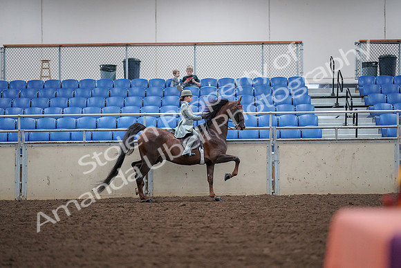 2019 Morgan Horse Show - Aug 30, 2019 - 18027