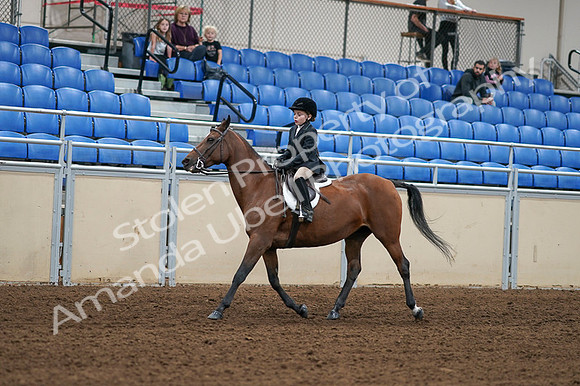 2020 - AB Morgan Horse - Fri, Sept 04 - 02073