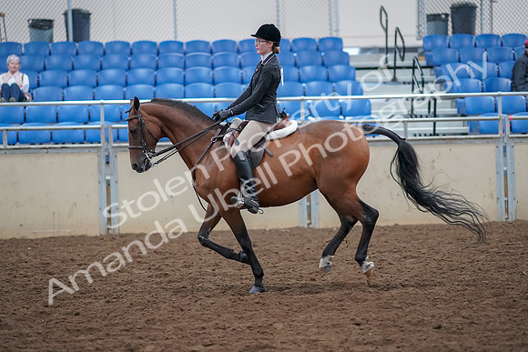 2019 Morgan Horse Show - Aug 30, 2019 - 20621
