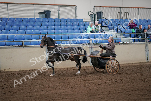 2019 Morgan Horse Show - Aug 30, 2019 - 13085