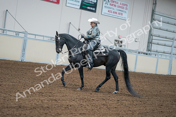 2020 - AB Morgan Horse - Fri, Sept 04 - 03594