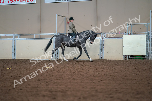 2019 Morgan Horse Show - Aug 30, 2019 - 20713