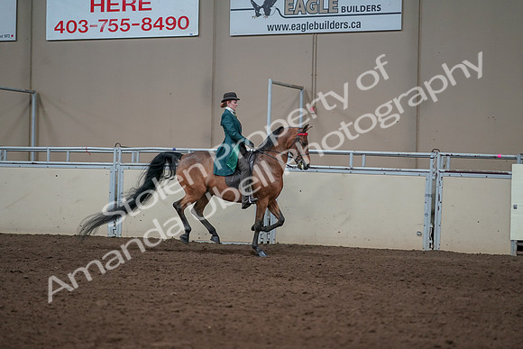 2019 Morgan Horse Show - Sept 01, 2019 - 13374