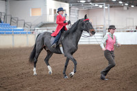 2019 Morgan Horse Show - Sept 01, 2019 - 10685_1