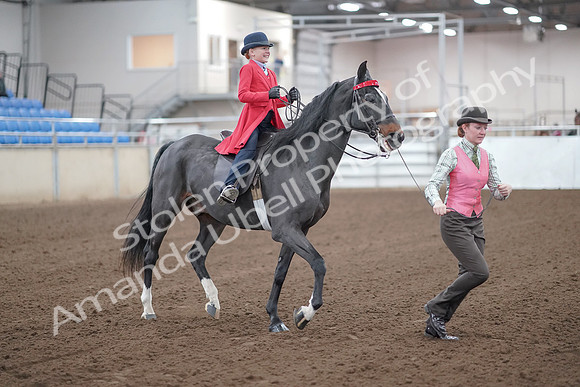 2019 Morgan Horse Show - Sept 01, 2019 - 10685_1