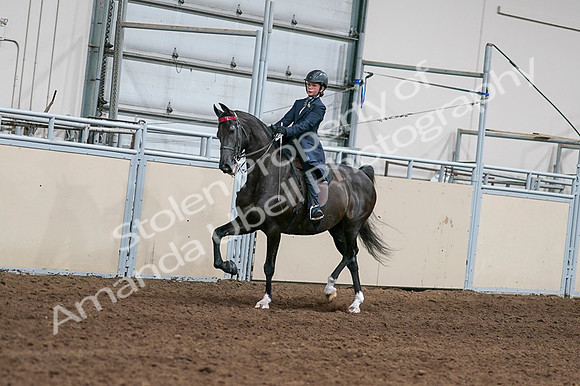 2020 - AB Morgan Horse - Fri, Sept 04 - 02996
