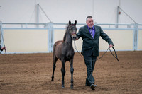 2020 - AB Morgan Horse - Fri, Sept 04 - 06191