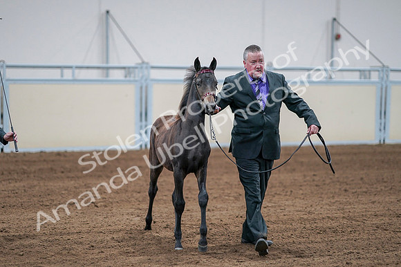 2020 - AB Morgan Horse - Fri, Sept 04 - 06191
