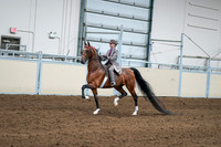 2020 - AB Morgan Horse - Sat, Sept 05 - 12082