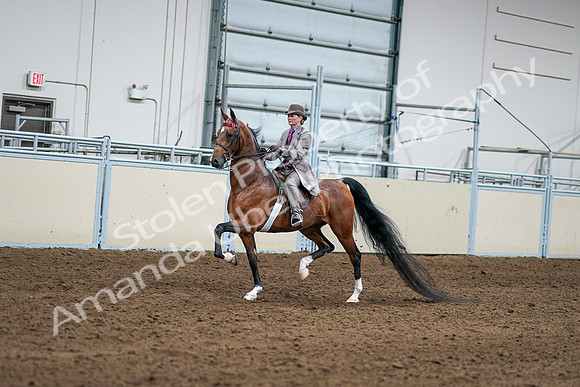 2020 - AB Morgan Horse - Sat, Sept 05 - 12082