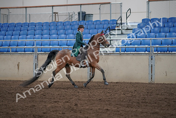 2019 Morgan Horse Show - Sept 01, 2019 - 13288