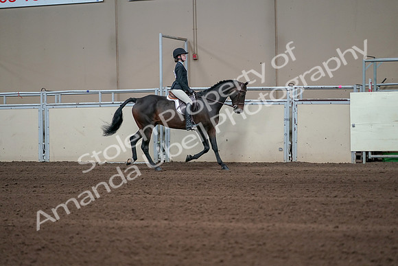 2019 Morgan Horse Show - Sept 01, 2019 - 03790