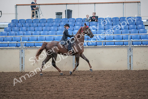 2019 Morgan Horse Show - Aug 30, 2019 - 18145