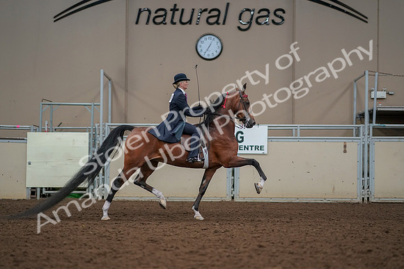 2019 Morgan Horse Show - Aug 30, 2019 - 25313