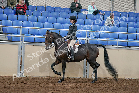 2020 - AB Morgan Horse - Sat, Sept 05 - 14422