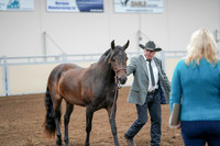 2020 - AB Morgan Horse - Sat, Sept 05 - 00145